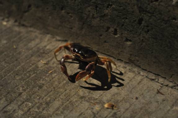 Caranguejo Vermelho, muito comum nesta época do ano em Providencia, ilha colombiana no Caribe